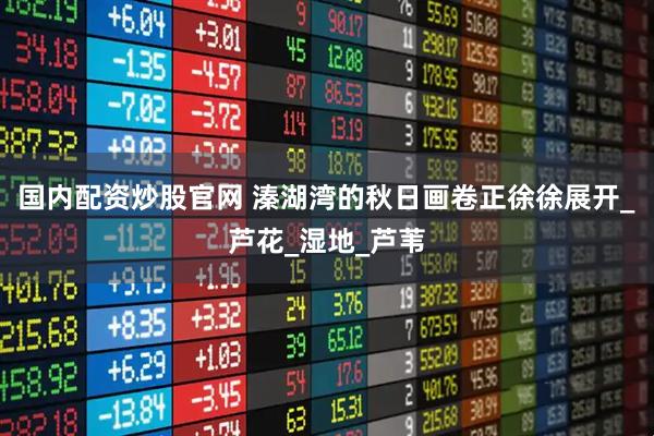 国内配资炒股官网 溱湖湾的秋日画卷正徐徐展开_芦花_湿地_芦苇